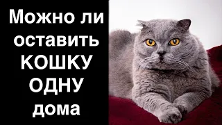 Можно ли оставить кошку одну дома? На сколько дней можно оставить кота дома одного?