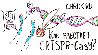 Как работает CRISPR-Cas9. Мульт теория