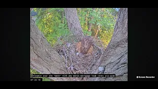 Wake Forest Red Shouldered Hawk 04/18/2024 07:15