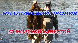 За морской капустой на Татарский пролив