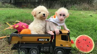 Baby monkey Bibi eats fruit with her puppy and plays happily