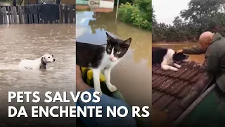 Cenas emocionantes de animais de estimação sendo salvos de enchente histórica no RS