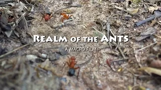 "Realm of the Ants" - A Short Film by Jeff Williams