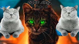 Cats Sing Believer By Imagine Dragons / Cats Singing Song 1 hora