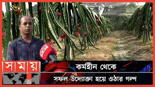 বাগান জুড়ে রেড ভেলভেট জাতের ড্রাগন ফল | Dragon Fruit Cultivation | Chuadanga News | Somoy TV