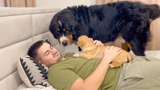 What does Bernese Mountain Dog do when I hug a puppy