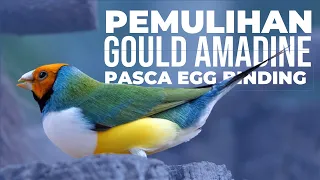 Pemulihan Pasca Egg Binding Pada Gould Amadine / Gouldian Finch