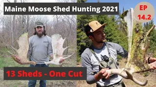 13 Moose Sheds in One Cut!! -- Maine Moose Shed Hunting 2021  -- Beyond the Boundaries EP 14 Part 2
