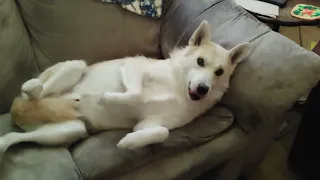 Husky Living His Best Life