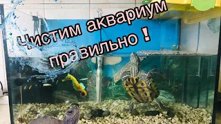 Красноухая черепаха. Как правильно чистить аквариум и меня воду для черепахи