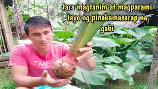 pagtatanim at pagpaparami ng pinakamasarap na gabi/taro