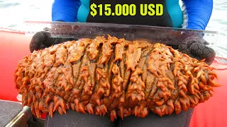 Why Sea Cucumbers Are So Expensive? Sea Cucumber Most Expensive in The World