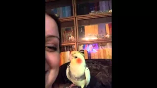 Говорящий попугай корелла /talking parrot