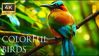 The Most Colorful Motmot Bird in 4K - Beautiful Birds Sound in the Forest | Bird Melodies