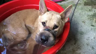Rescue abandoned dog with duct tape around his mouth wandering around makes an amazing recovery