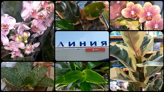 Завоз растений🌱Линия🌸Липецк🌱Орхидеи🌸Редкая Сансевиерия🌱Фикусы Белиз🌱Тинеке🌱Драцены🌸Хамедорея🌱Уценка