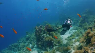 Shark Yolanda Reef 4k, Ras Mohammed, Egypt, June 25, 2023. 4k.