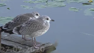 Чайки. Из гнезда до взрослой птицы