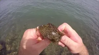 Trucs et astuces pour débuter la pêche en bord de mer sans canne