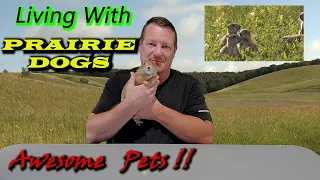 🐹 Prairie Dogs as Pets