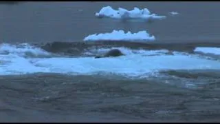 Orcas Hunt a Seal in the Antarctic Ice