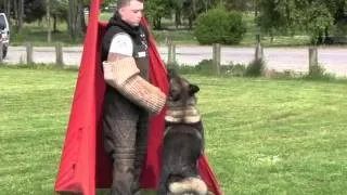 Schutzhund Protection Trial Training