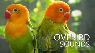 Lovebirds Chirping Sounds - Green Opaline and Dark Green Opaline - Orange-Head Duo