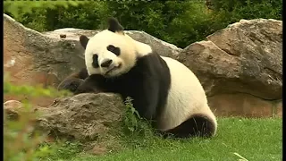 Le ZooParc de Beauval dans l'attente de la naissance d'un bébé panda