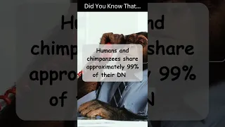 Chimps and Humans are 99% identical!! #facts #shorts #humanity #science #nature #thingsyoushouldknow