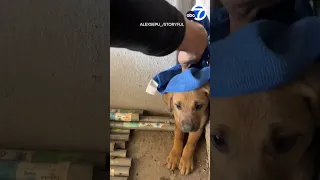 Puppy stuck between two walls is rescued