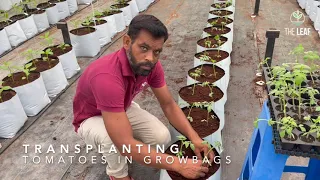 Transplanting Tomatoes in Growbags