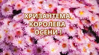 ХРИЗАНТЕМА  КОРОЛЕВА  ОСЕНИ  !