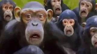 Monkeys singing a happy birthday song