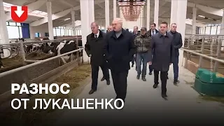 Разнос от Лукашенко: он посетил ферму в Шкловском районе.  И остался очень недоволен