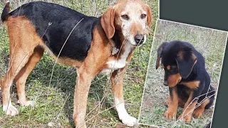 Mother dog and her puppy found abandoned up to the mountains. A young couple saved their life.