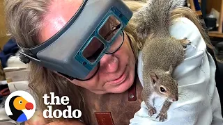 Orphaned Squirrel Goes To Work With His Human Dad | The Dodo