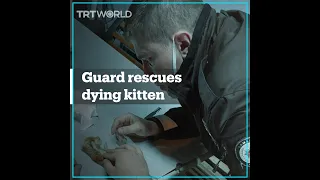 Guard resuscitates kitten after mouth-to-mouth resuscitation and CPR