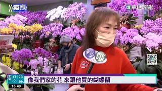 過年花市買氣夯 蝴蝶蘭貴1-2成人氣仍旺｜華視新聞 20230109