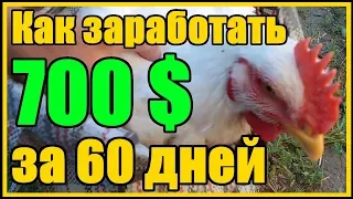 Технология выращивания бройлеров 700 долларов за 60 дней на 100 бройлерах породы Кобб - 500