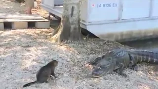 Cat vs Gator - Pet Cat Saves Boy from Two Vicious GATORS- (original)