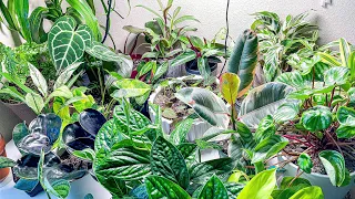 Aroid Market Houseplants Updates After 1 Week from being Unboxed | PPP, Anthurium, & Philodendrons.