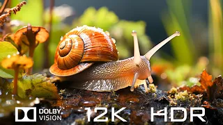 Dolby Vision 12K HDR 60FPS - Animal Sounds And Relaxing Piano Music with Natural Sounds