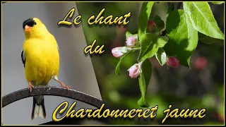 Le chant du Chardonneret jaune / The song of the American Goldfinch