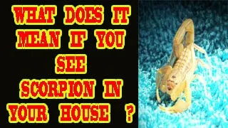 WHAT DOES IT MEAN IF YOU SEE A SCORPION IN YOUR HOUSE ?