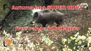 🐗🐾🐕Autumn hog driven hunt🐗 - BH 1 - The best wild boar driven hunt !