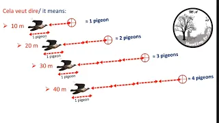 Comment chasser/tirer les pigeons ramiers ? Une méthode simple avec démonstrations entre ~50 et 15 m