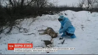 Неподалік Бердянська вовк накинувся на людей