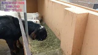 Rooftop Goat Farming in Pakistan || Good and Healthy Feed is Key to Success in Goat Farming