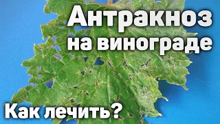 Антракноз на винограднике - Как лечить?