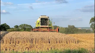 Combine Harvesting wheat 2021! Claas Dominator 96